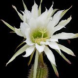 Trichocereus thelegonoides Jl  (Only one plant is available - Une seule plante est disponible)